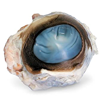 Ojos de res