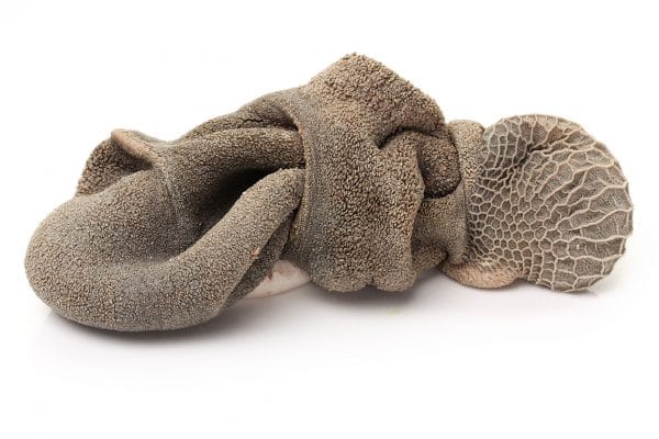 Tripa verde de cordero